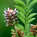 Licorice Root Extract (감초)