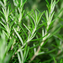 Rosemary Extract